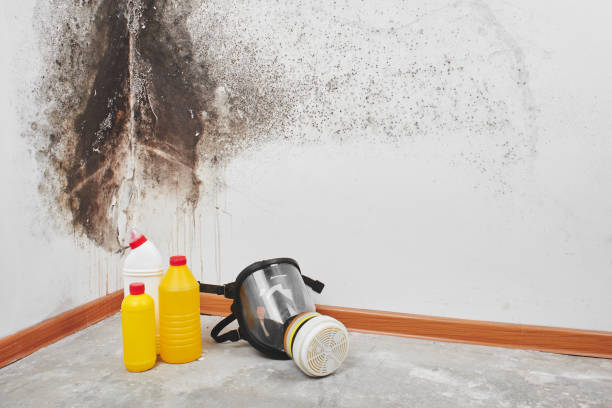 Best Mold Prevention Services  in Vienna, GA